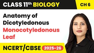 Anatomy of Dicotyledonous and Monocotyledonous Leaf | Class 11 Biology Chapter 6 | CBSE 2024-25