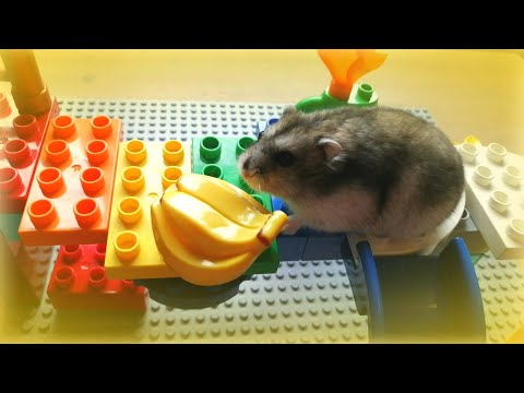 Супер хомяк и Лего мост 🐹! Super hamster & Lego bridge 🐹!