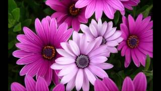 Ryuichi Sakamoto  (Germination)   坂本龍一（発芽）