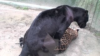 Wild Jaguar and Black Leopard Mating Firs Time [Metamorphosis Documentary]