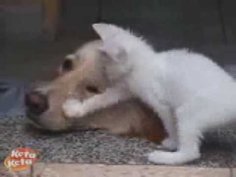 4YOU - Videos - Videos , Featured Videos