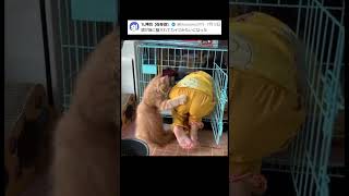 カニと猫ｗｗ