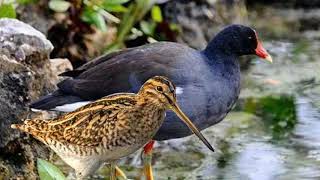 Download lagu Mp3 Suara pikat burung Mandar batu dan Berkik mp3 Download lagu Mp3 Suara pikat burung Mandar batu dan Berkik mp3