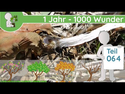 1 Jahr - 1000 Wunder "Vergleich 🔍 & Matschiges" (Teil 064 - 18.05.2019) - Wildpflanzen sammeln