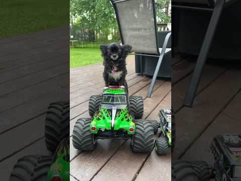 Giant Monster Truck Puddin 😂❤️