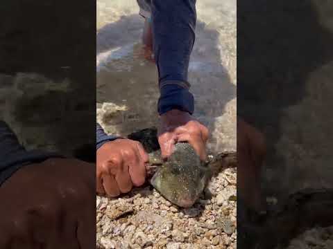 Incredible Rescue: Pufferfish Saved From Moray Eel Attack!