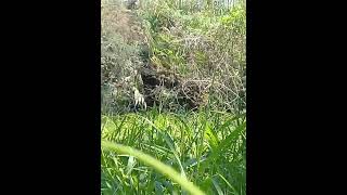 Download lagu susahnya mikat burung di kampung sendiri😔 mp3