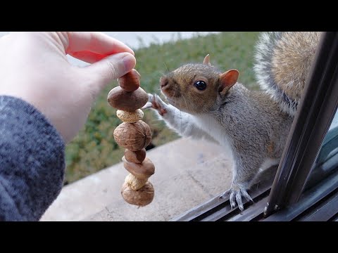 I made nut garlands for the squirrels to help them carry more nuts at once