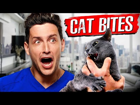 嚴重會導致敗血症？！貓咪咬人其實很危險！(Why Cat Bites Are Actually So Dangerous | RTC 35)