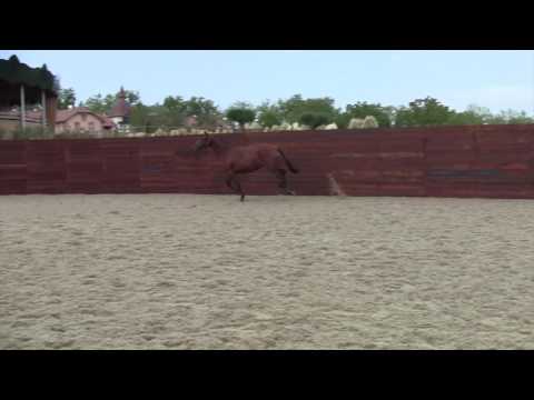 DOURADA DE LA GESSE - F PSL - 22/06/2013