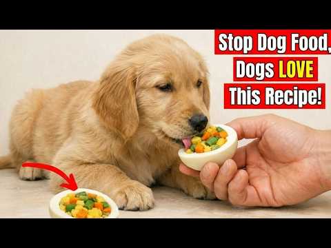 Stop Buying Dog Food 🚫 These 18 Homemade Meals Changed My Dog’s Health Forever