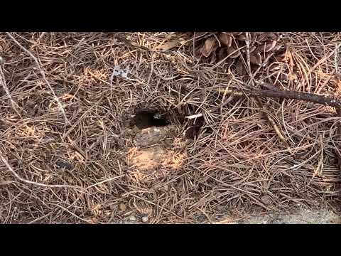 We Found a Ground Nest Full of Yellow Jackets in Holmdel, NJ