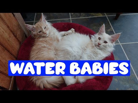 Do kittens like water?