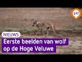 Beelden van de wolf op de Hoge Veluwe