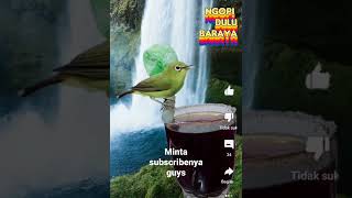 Download lagu suara pikat burcil paling ampuh ni guys . mp3