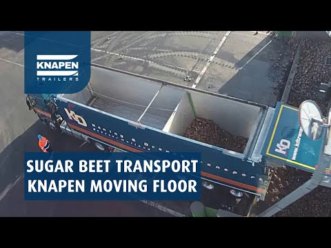 Sugar beet transport with Knapen Trailers
