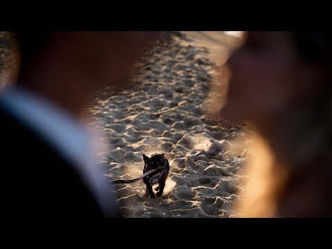 Paulina i Damian - Daydream - Teledysk ślubny