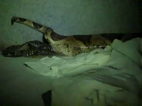 YouTube Video ynblu-1jvr0