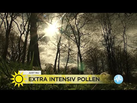 Extra intensiv pollen: Så lindrar du besvären - Nyhetsmorgon (TV4)