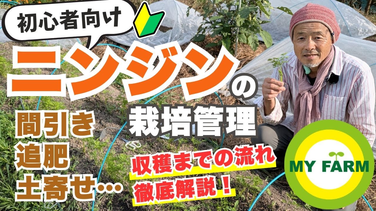 【ニンジン】間引き・追肥・土寄せなど収穫までの流れを解説＆実演します│有機栽培で野菜づくり