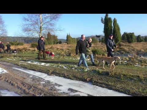Heidespaziergang mit Windhunden 2018