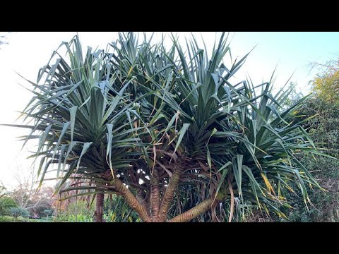 Pandanus tectorius (Screw Pine) | Must see July