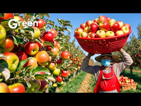 Apple Farming - Apple Harvesting & Apple Juice Prosessed in Factory 🍎  | Agriculture Technology