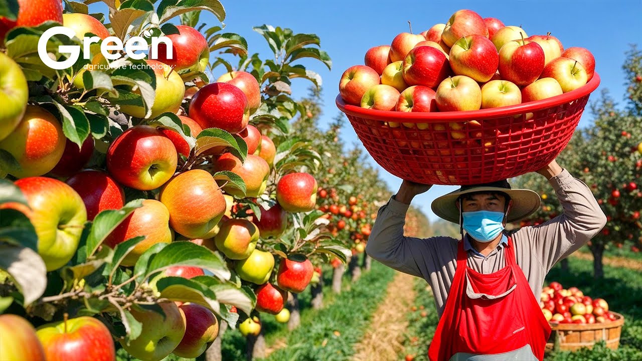 Apple Farming - Apple Harvesting & Apple Juice Prosessed in Factory 🍎  | Agriculture Technology