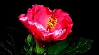 Secret Garden - Song At The End Of The Day (Winter Poem)