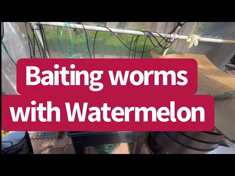 Part 2 - Adding Baited Worms to Gilligan’s Island