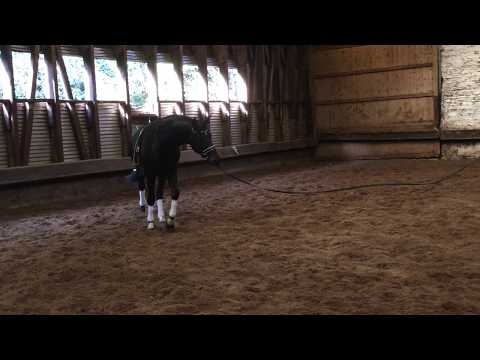 Under and Over - zweijähriger Hengst von Saint Cyr x Easy Game