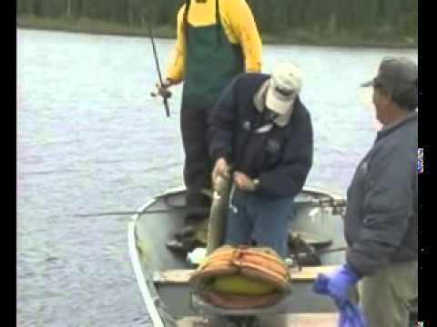 Northern Pike Fishing at Lawrence Bay Lodge in Saskatchewan CA - YouTube