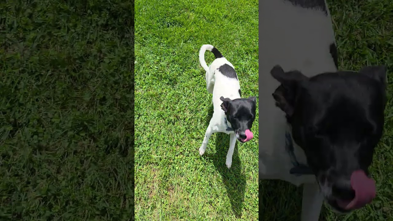 Enlarge Oreo, an adopted mixed breed in Aurora, IL video 2/5