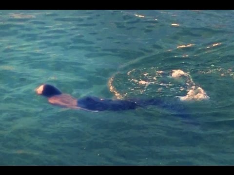 Sereia encontrada nadando em praia do Rio de Janeiro