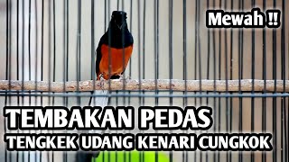 Download lagu MURAI BATU MEDAN GACOR FULL ISIAN TEMBAKAN PEDAS, ISIAN TENGKEK UDANG KENARI CUCAK CUNGKOK mp3