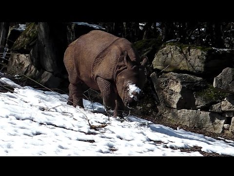 Gorillas Tano und Okanda - Eisbären Yoghi und Giovanna - Nashorn Puri mit Rapti