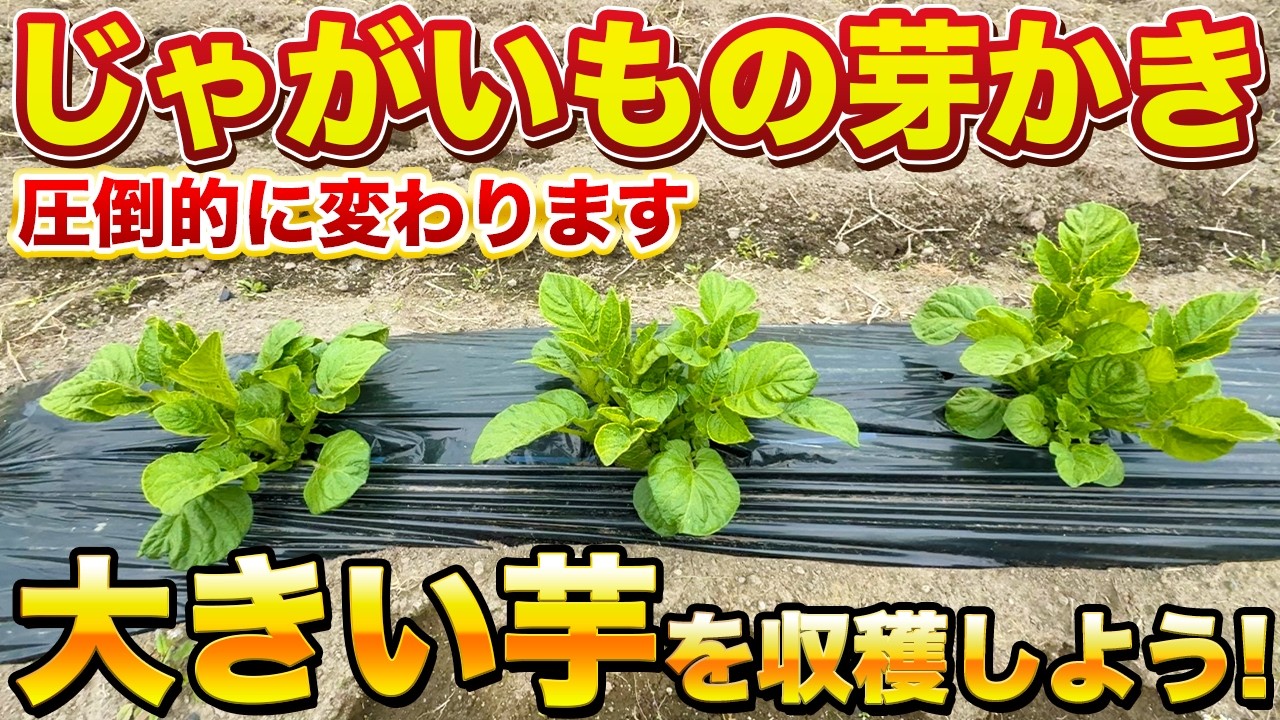 【じゃがいも栽培】コレやるだけで収量が２倍！圧倒的に玉が大きくなります！