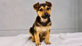 Abandoned German Shepherd Puppy was Left For Dead Until This Happened