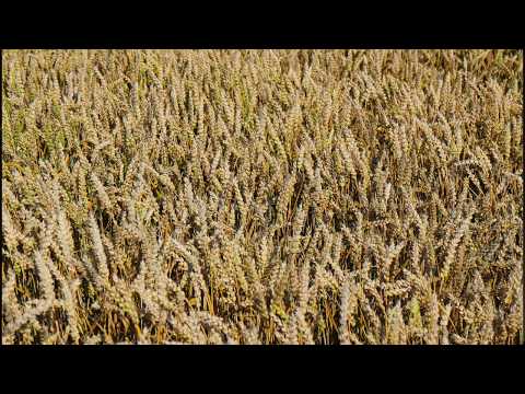 Opwekking 389 Create in me a clean heart