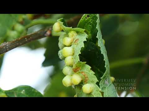 Hackberry Nipple Gall | From the Ground Up