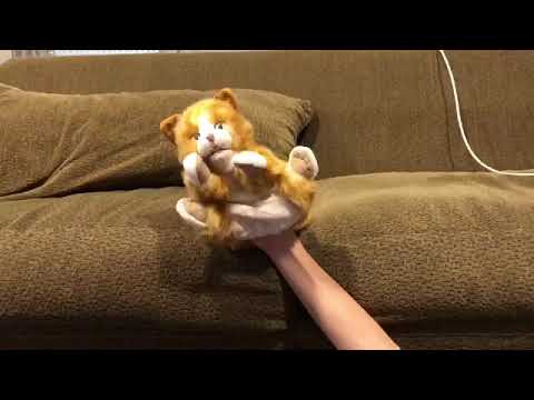 Dumbstuff Presents: Jordan loses his hat