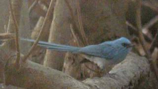 preview picture of video 'Elminie bleue Elminia longicauda African Blue-Flycatcher (2)'