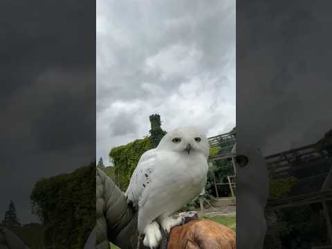 Hedwig: La lechuza leal de Harry Potter