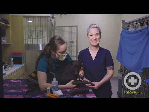 YouTube video preview