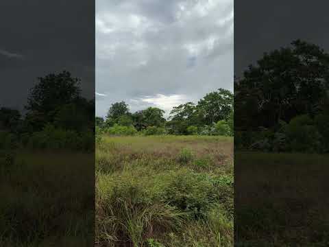 Linda Tarde De Hacer Caminata Bajo Los Cantos De Las Aves 🦅 #nature #travesia #travel #meditación