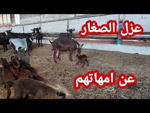 , title : 'عزل صغار الماعز و فطمهم عن أمهاتهم وبدء عملية الرضاعة الصناعية'