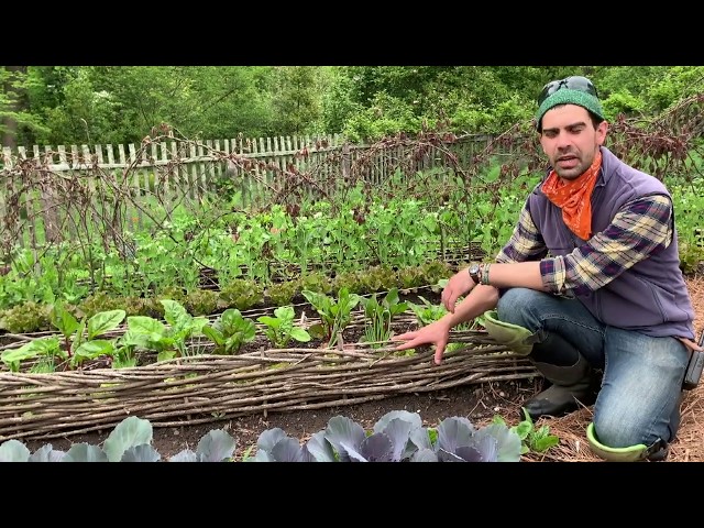 Video Pronunciation of catalpa in English