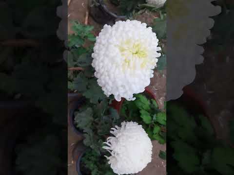 Chrysanthemum#Guldawdi#catagory Incurved#Variety Snowball#Nbri flower show# Achalgreenempire