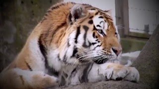 The Prisoner - Paul Oxley's Unit