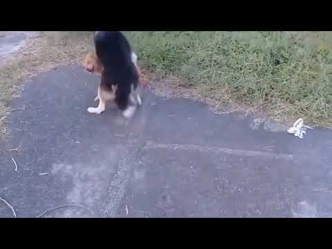 Street Dog breeding In Field Animal breeding Season online video cutter com